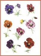 Pansy  collection