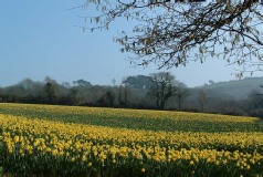 Mawnans Daffodils
